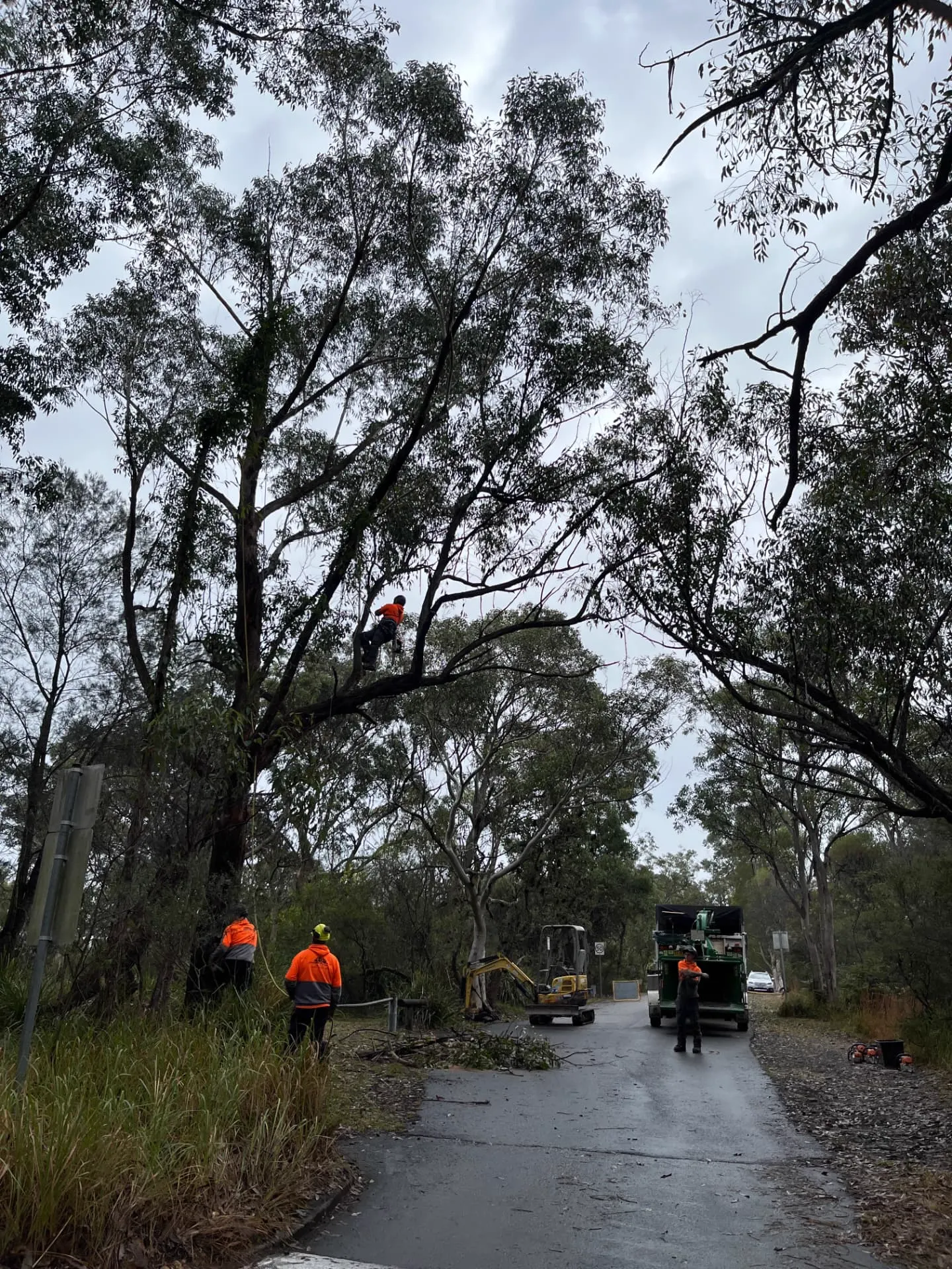 Climbing arborist in the canopy with ground crew and chipper on a bush road