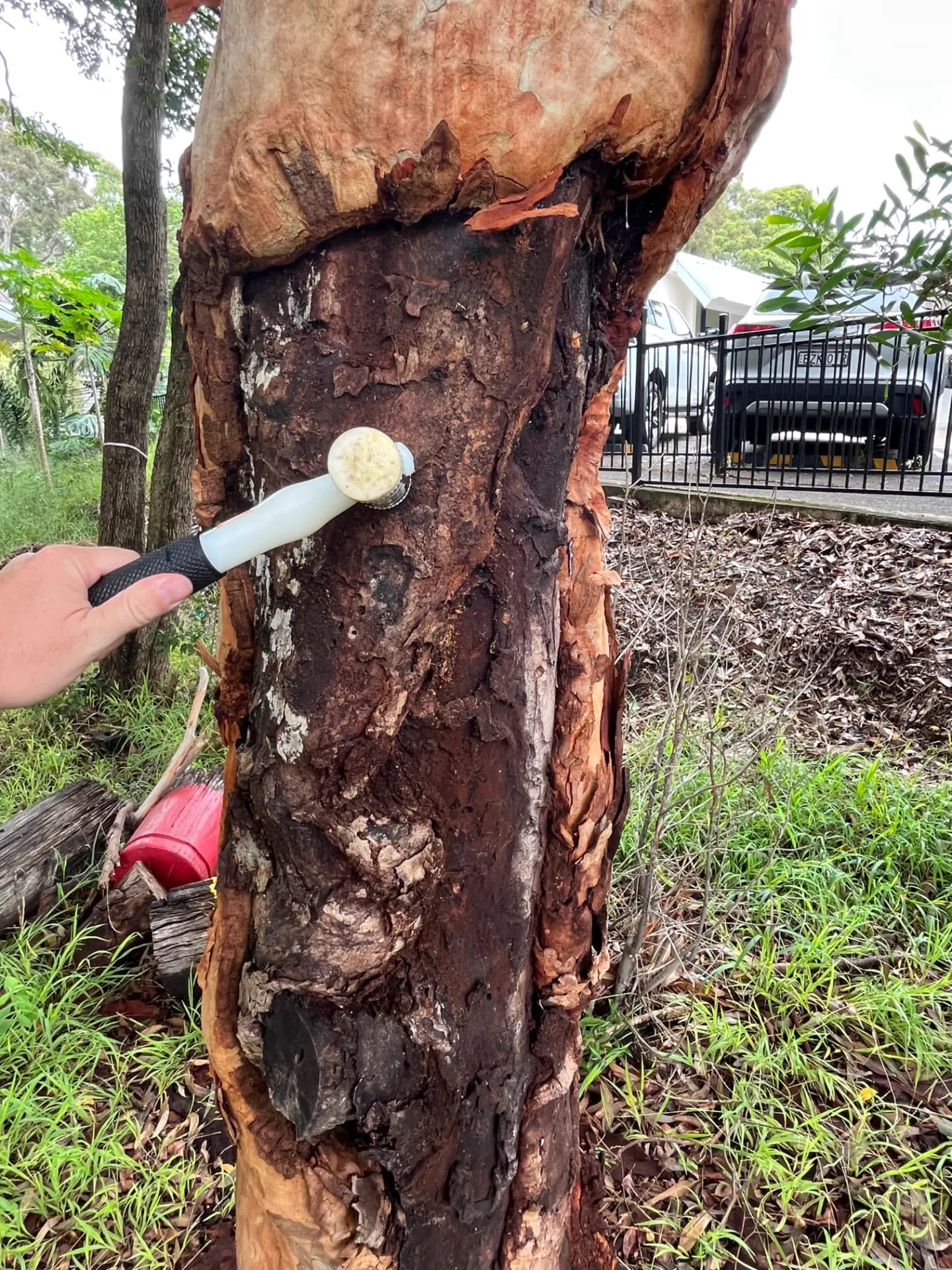 Arborist sounding a decayed trunk with a mallet