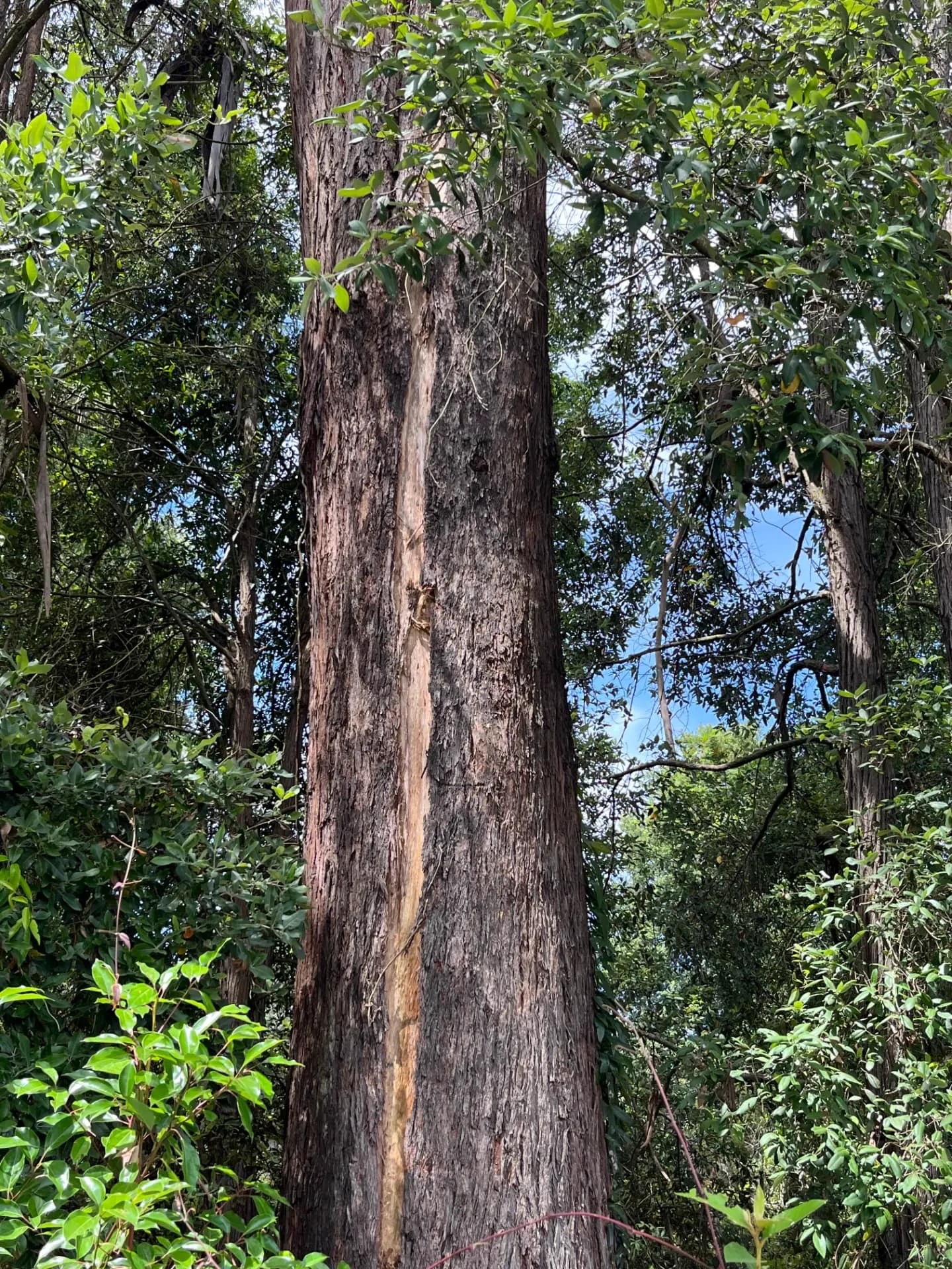 Lightning strike scar running the length of a large eucalypt trunk