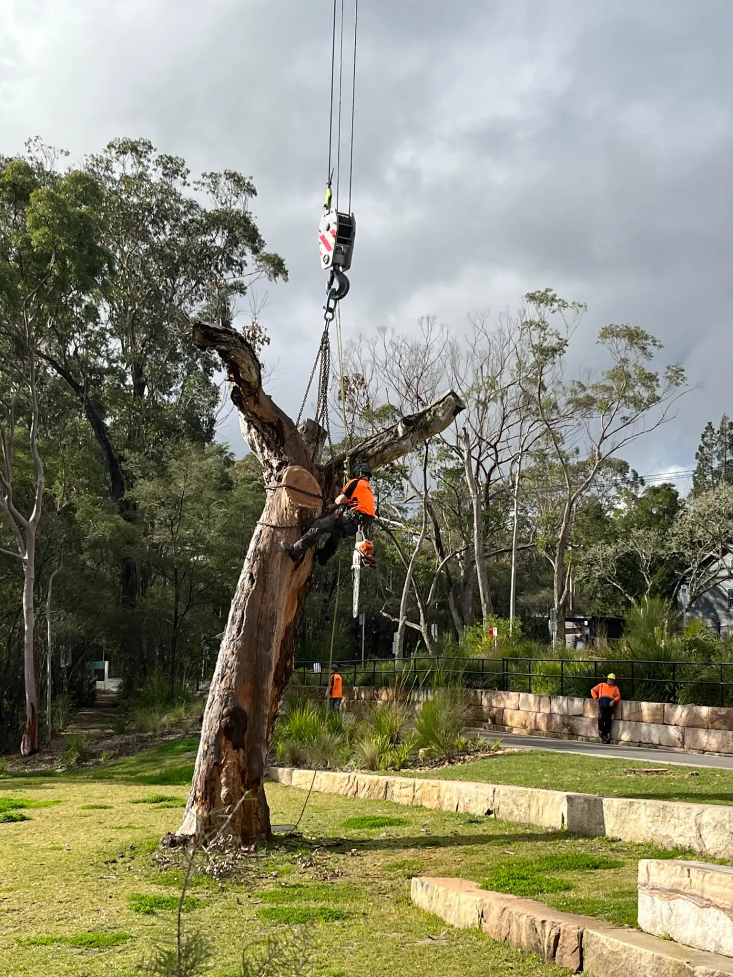 Climbing arborist rigging a dead trunk to a crane hook