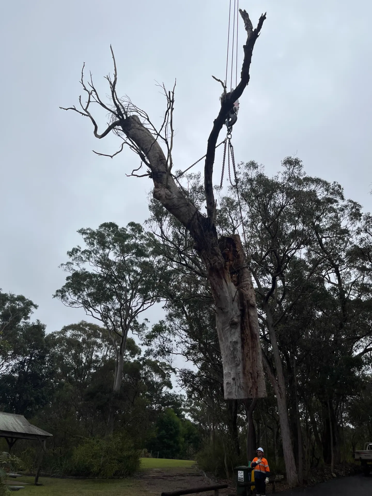 Crane holding a dead eucalypt stag during a sectional dismantle