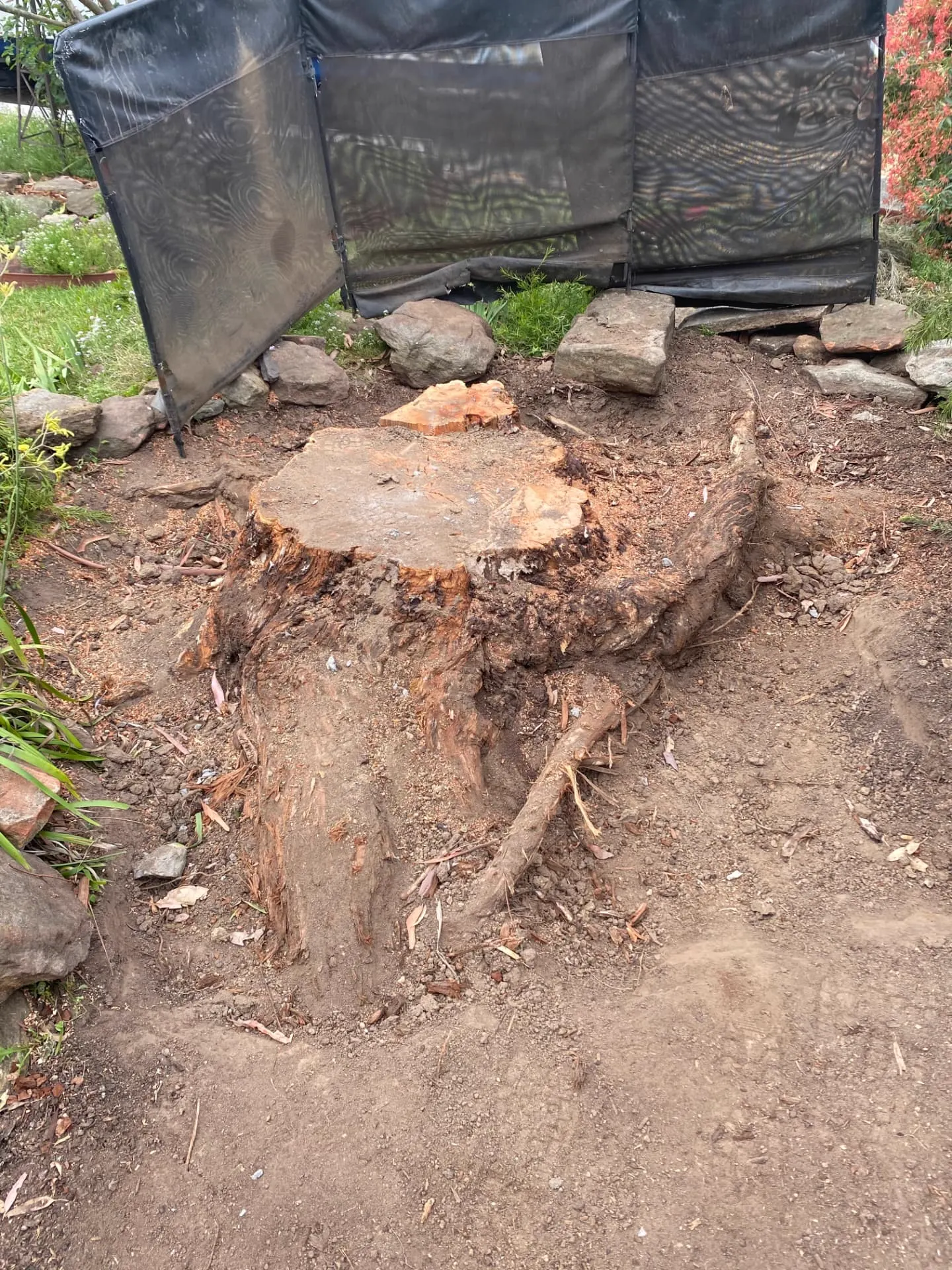 Freshly cut stump with exposed roots and screening in a garden bed
