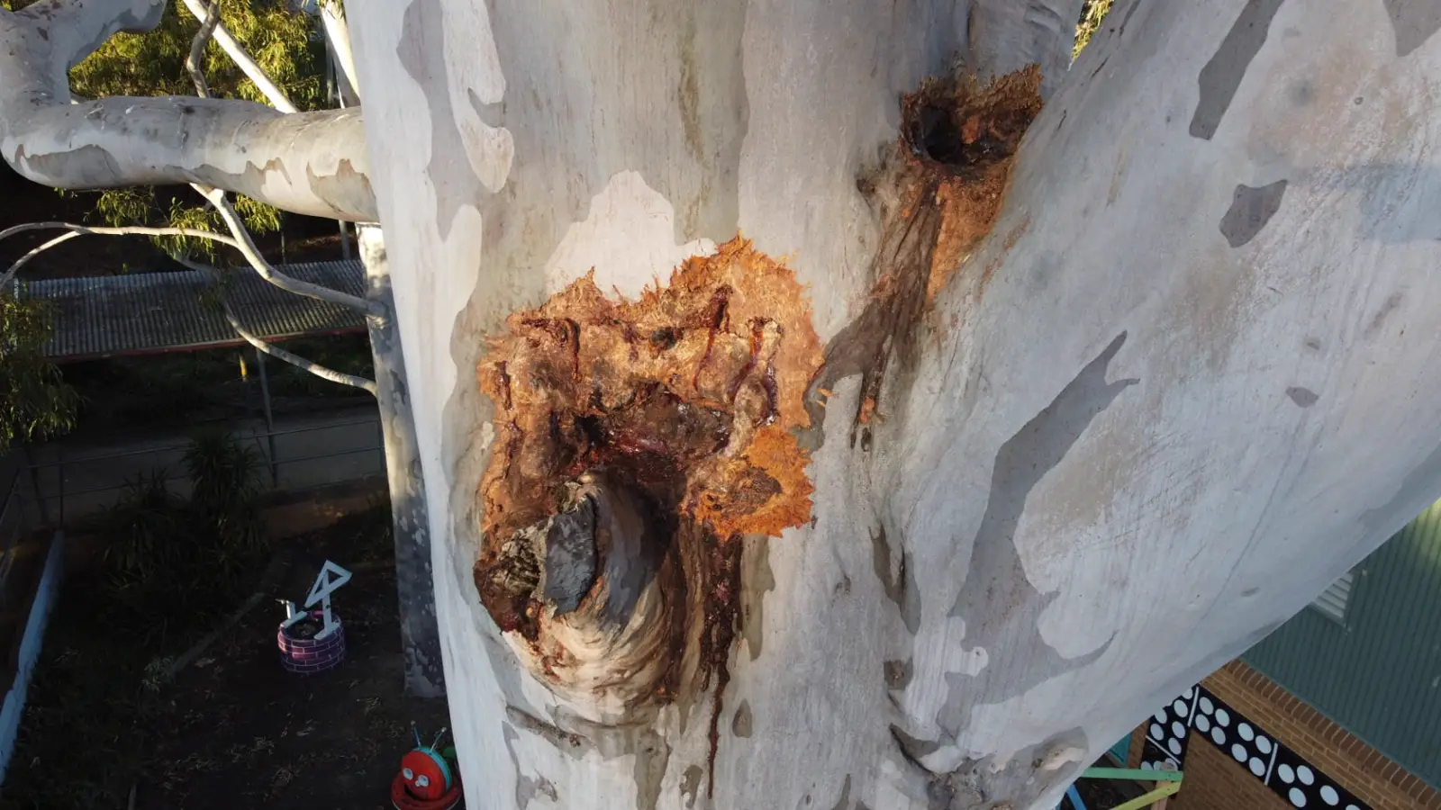 Close-up of decay and cavity wounds on a smooth-barked eucalypt trunk