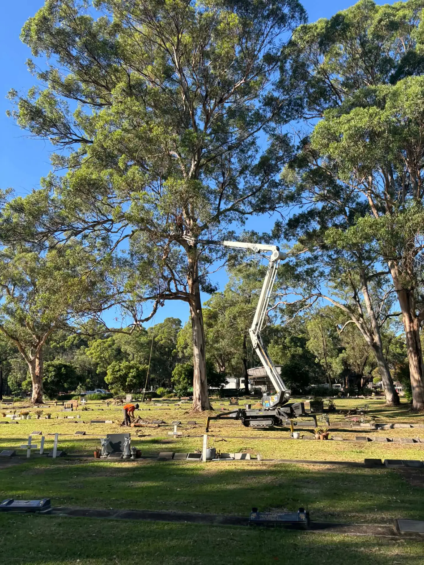 Elevated work platform positioned under a mature eucalypt in a memorial park